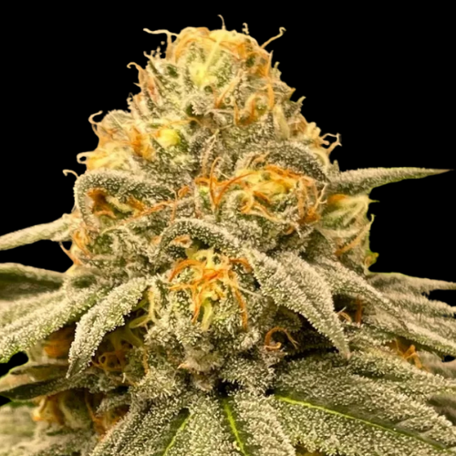 Buy Marijuana Seeds in Burgess, SC | The Seed Connect