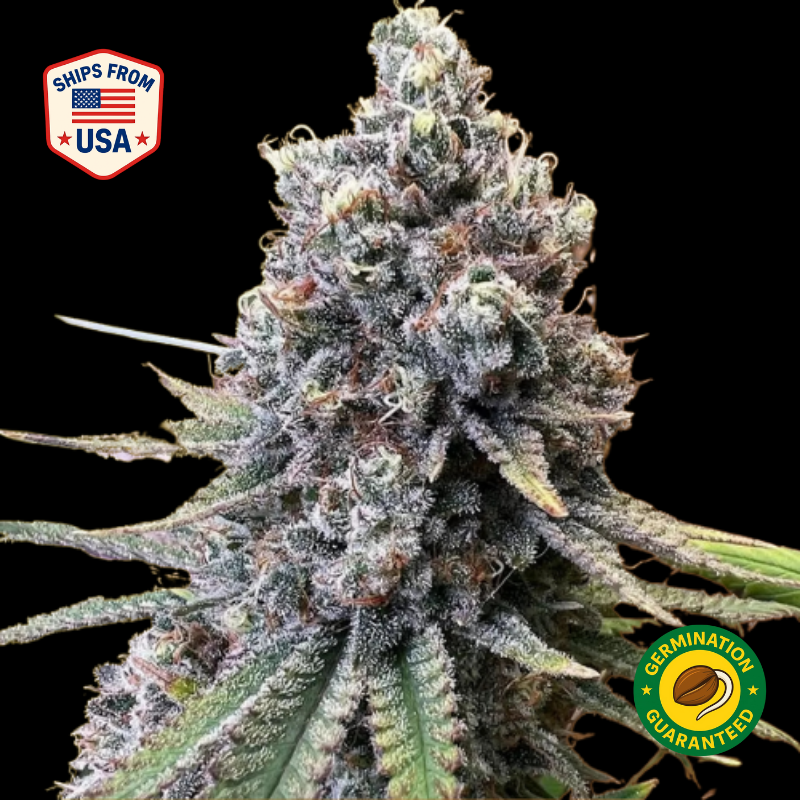 Image result for Wookie OG Feminized seeds — Buy Feminized Seeds | The Seed Connect