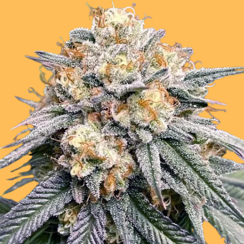 Buy Marijuana Seeds in Deltona, FL | The Seed Connect