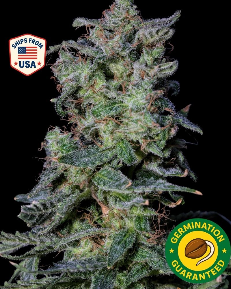Buy Marijuana Seeds in Akron, OH | The Seed Connect